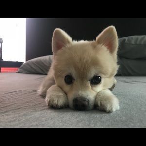 Meet your Posher, Ezrael